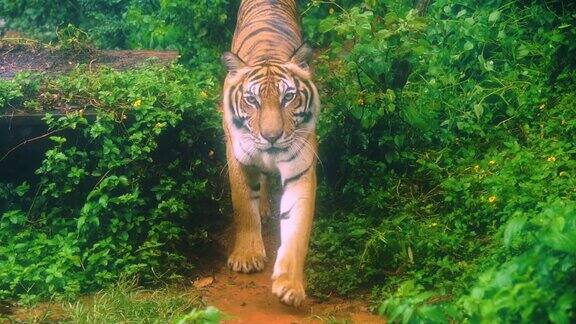 孟加拉虎在森林中行走