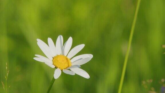 夏天田野里盛开的雏菊白色的雏菊自然界的野花在春天盛开缓慢的运动
