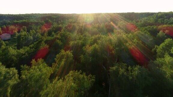 飞过а美丽的早晨森林在黎明的阳光