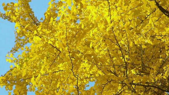 秋天-顺序不同的银杏秋天树叶拍摄