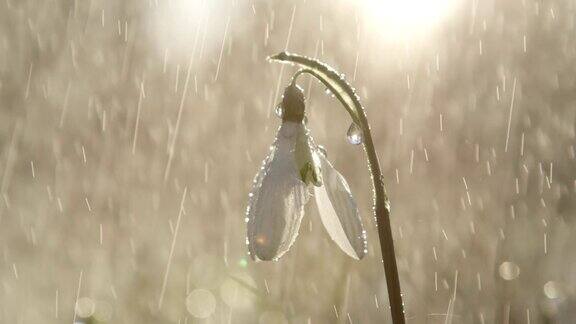 雨开始落在白色钟形雪花莲花在晴朗的早晨
