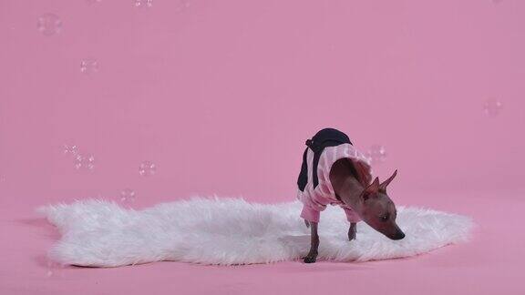 Xoloitzcuintle穿着连身裤站在粉色背景上的白色毛皮毯子上肥皂泡在宠物周围飞舞他监视着肥皂泡并嗅出肥皂泡破裂的地方缓慢的运动近距离