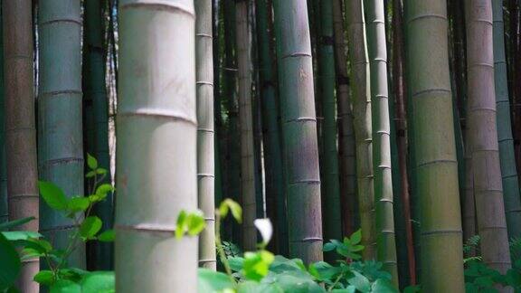 竹子公园里的竹子特写