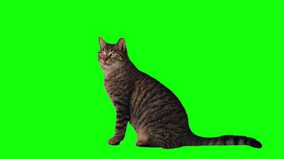 可爱的虎斑猫在绿色屏幕上