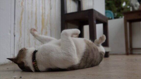 一只懒懒的猫躺在地板上慢镜头地清理着自己