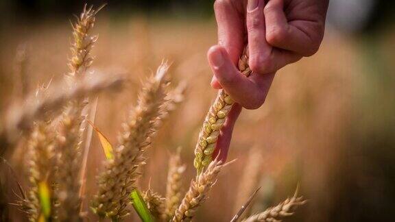 手触摸小麦