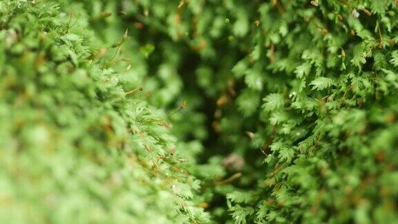 在雨季自然生长的绿色小苔藓关闭绿色背景宏观的自然背景