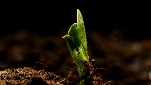 豌豆种子发芽过程