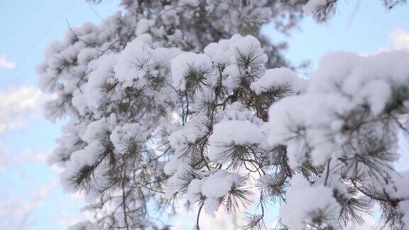 白雪覆盖的冷杉枝在冬日公园里以蓝天为背景