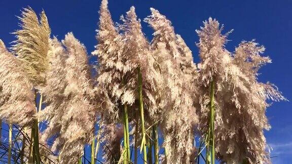 潘帕斯草原上的草头在风中缓慢飘扬