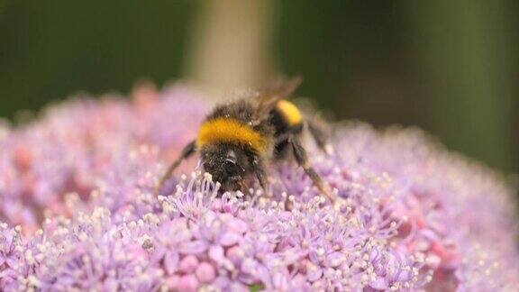 大黄蜂采集花蜜