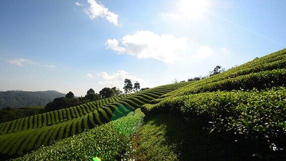 “美沙隆”茶园