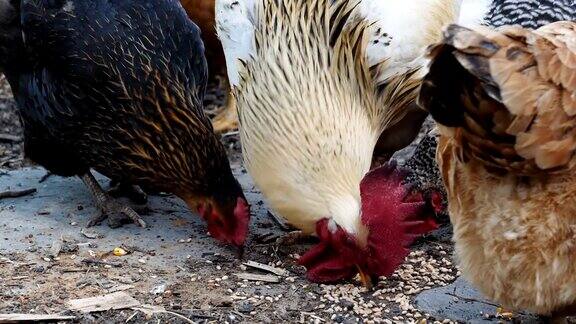公鸡和母鸡吃玉米种子的慢镜头