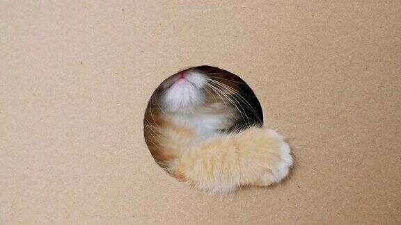 可爱的小姜猫从纸板箱的洞里出来躲在盒子里的猫