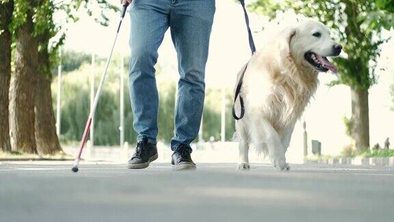 一位年轻的盲人拄着白色拐杖牵着导盲犬在公园的人行道上散步