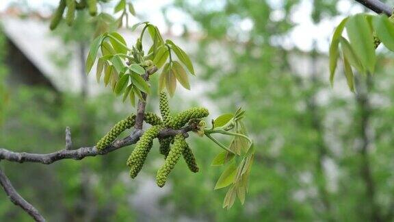 春天核桃树开花早春时节核桃树枝上盛开的核桃花