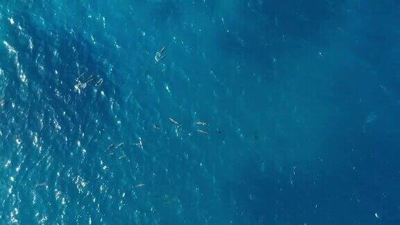 海豚群在海洋中游泳的鸟瞰图