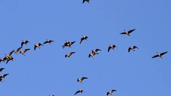一群大雁在蓝天上飞翔