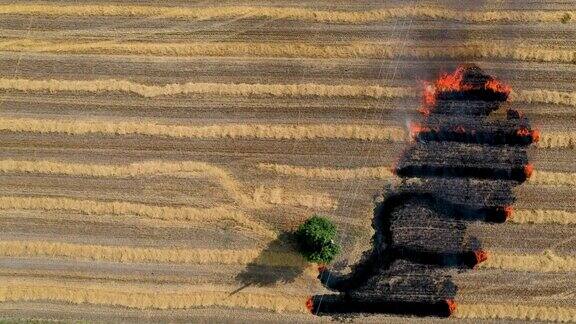 农民焚烧坡面植被残馀物导致土壤肥力下降环境退化