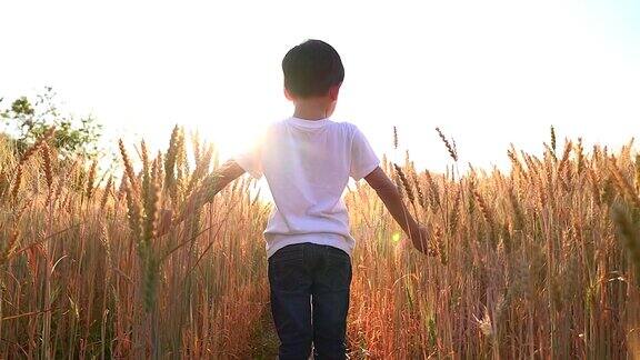 一个穿着白衬衫的男孩摊开双手站在麦田里当太阳在早晨升起
