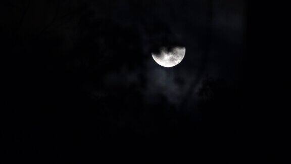 晚上月亮在树上的移动:4k