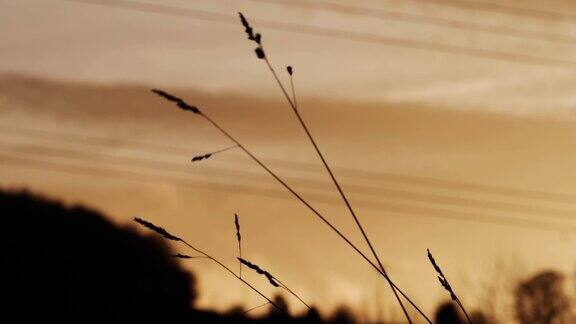 日落背景与高大的草剪影