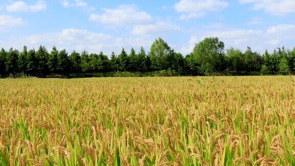成熟的稻子在田地里随风摇摆