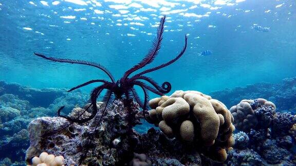 珊瑚礁和美丽的鱼海洋中的水下生物珊瑚礁和美丽的鱼