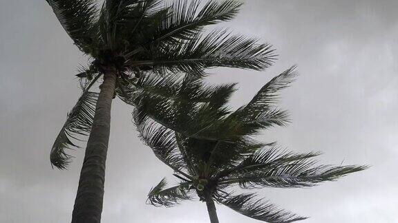 阵风热带风暴雨季有风的天气和摇曳的椰叶