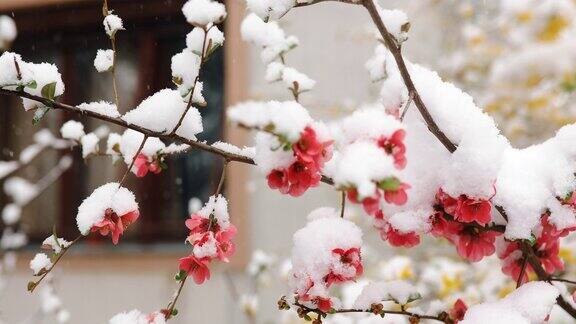 冬日里白雪下长出了野玫瑰
