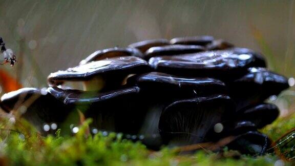 雨中阳光明媚的森林里的蘑菇
