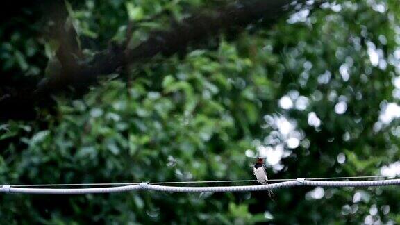 夏天一只燕子坐在电线上特写
