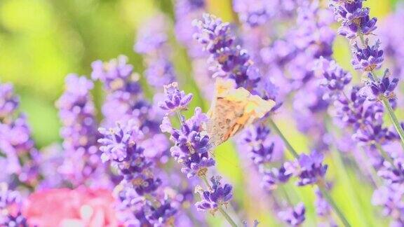 橙色蝴蝶(凡妮莎·卡杜)和蜜蜂在薰衣草花上有昆虫的紫色芳香花夏天的天气色彩鲜艳生态园林