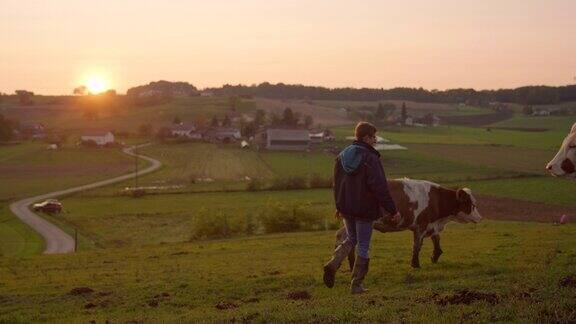 一个农夫在牧场上走在一群牛中间