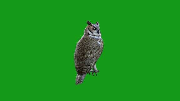 猫头鹰运动图形与绿色屏幕背景