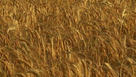 高清:成熟的小麦