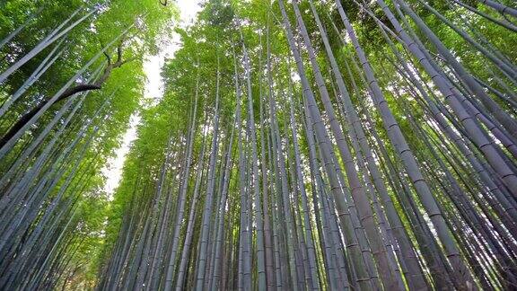 京都岚山美丽的竹林