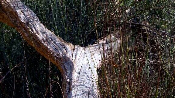 一棵干枯的干裂树的树干躺在地上的灌木丛中