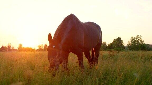 慢镜头:日落时分美丽的黑褐色马站在高高的草地上吃草