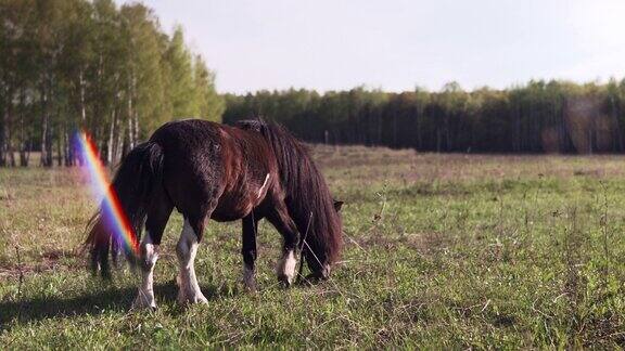 在田野里吃草的小马