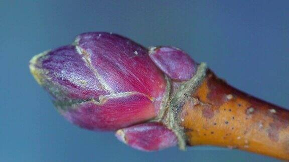 微距拍摄的枫树花蕾