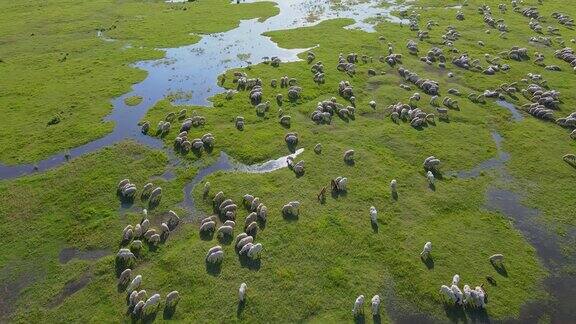 鸟瞰图羊群在河边和湖边的牧场上吃草