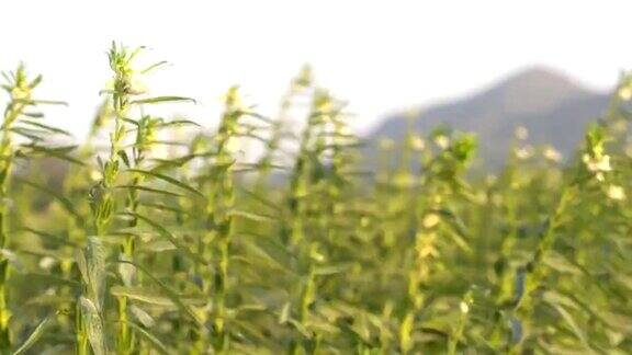 田野里的树上开着芝麻花