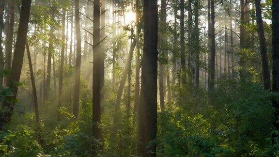 阳光穿过雾气打进树林
