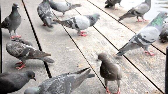 一群鸽子在木地板上吃面包屑