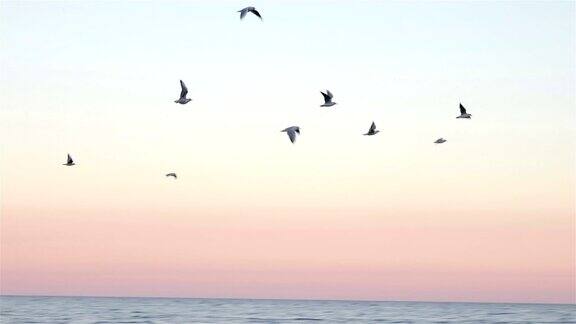 日落时海面上一群海鸥的慢镜头