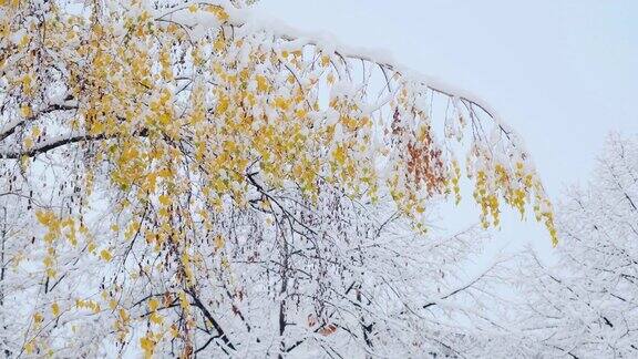 白桦树用黄色的秋叶覆盖着雪第一场雪后的桦树树干和树枝