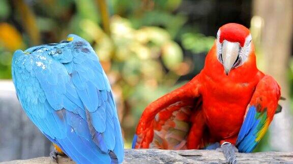 蓝色和红色金刚鹦鹉