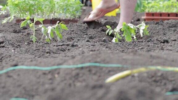 种植幼苗蔬菜栽培番茄手地有机培育天然产品农业农村季节处理土壤在农场田里工作的妇女农民