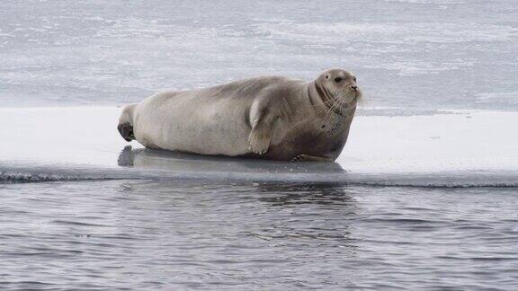 在斯匹次卑尔根群岛的斯瓦尔巴群岛上海豹在浮冰上休息
